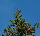 5-5 Kirjosiipikapylintu_White-winged crossbill * ASCII * 640 x 580 * (339KB)